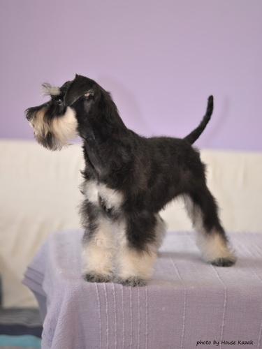 miniature schnauzer patuljasti snaucer