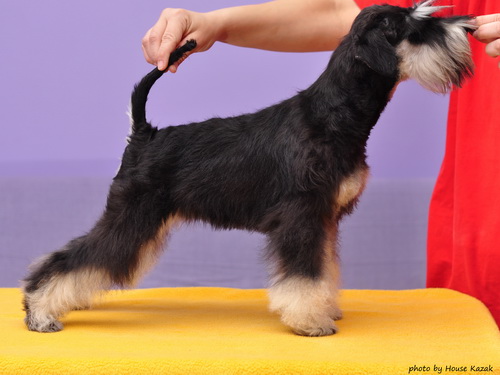 miniature schnauzer patuljasti snaucer