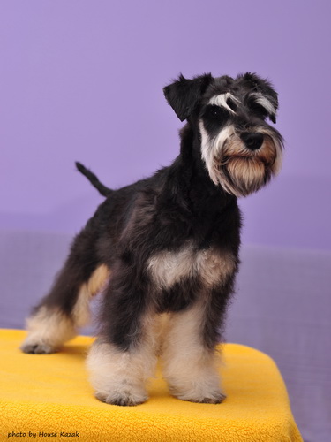 miniature schnauzer patuljasti snaucer
