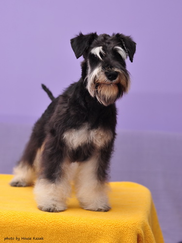 miniature schnauzer patuljasti snaucer