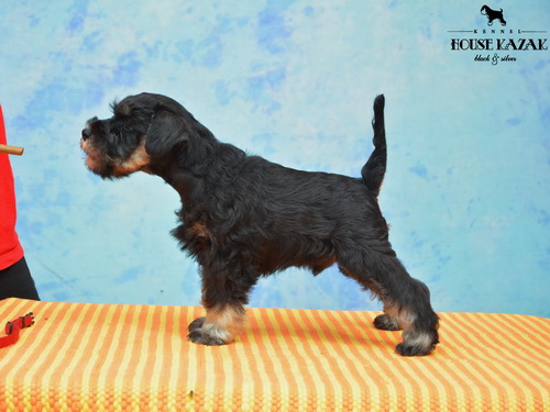 miniature schnauzer patuljasti snaucer