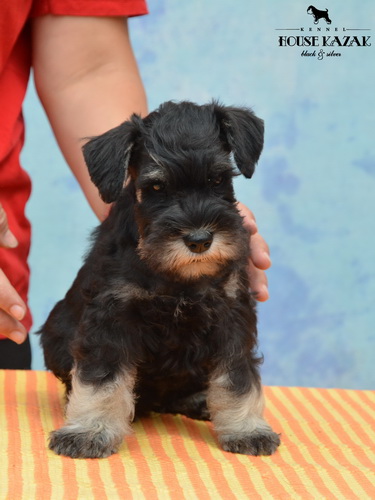 miniature schnauzer patuljasti snaucer