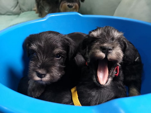 miniature schnauzer patuljasti snaucer