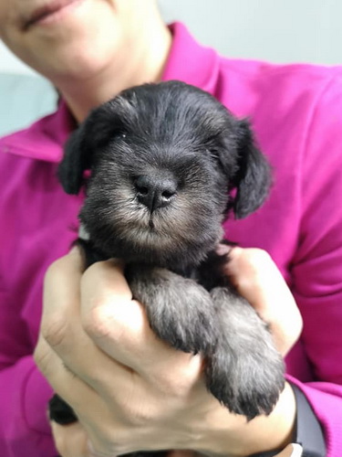 miniature schnauzer patuljasti snaucer