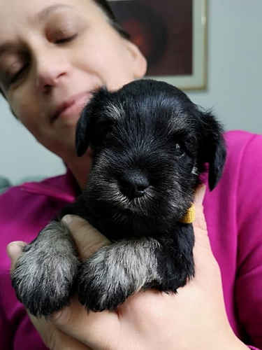 miniature schnauzer patuljasti snaucer