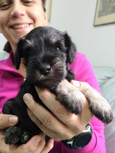 miniature schnauzer patuljasti snaucer