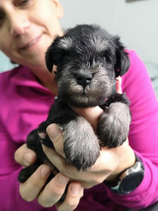 miniature schnauzer patuljasti snaucer