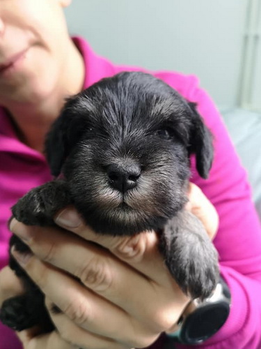 miniature schnauzer patuljasti snaucer