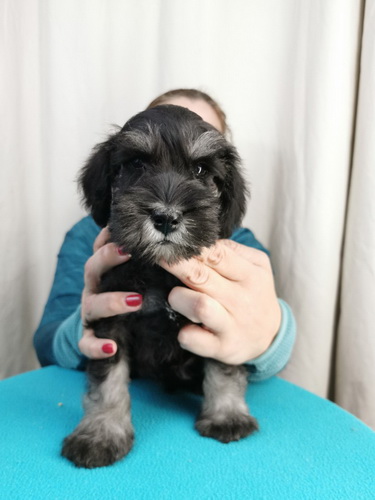 miniature schnauzer patuljasti snaucer