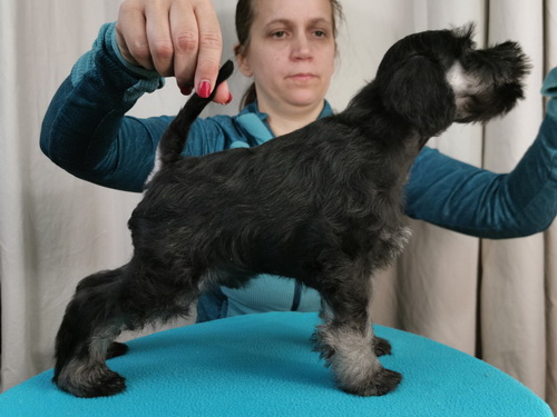 miniature schnauzer patuljasti snaucer