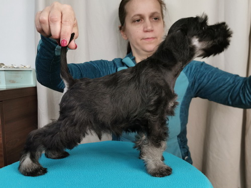 miniature schnauzer patuljasti snaucer