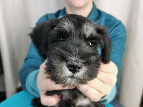miniature schnauzer patuljasti snaucer