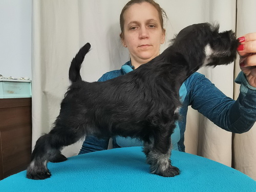 miniature schnauzer patuljasti snaucer