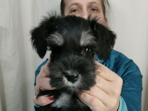 miniature schnauzer patuljasti snaucer