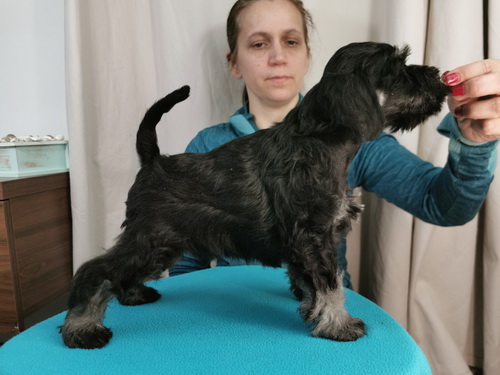 miniature schnauzer patuljasti snaucer