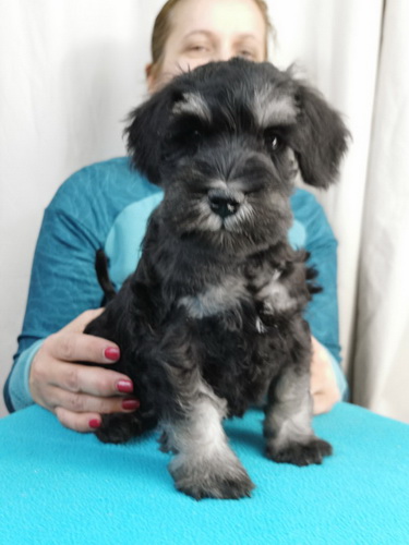 miniature schnauzer patuljasti snaucer