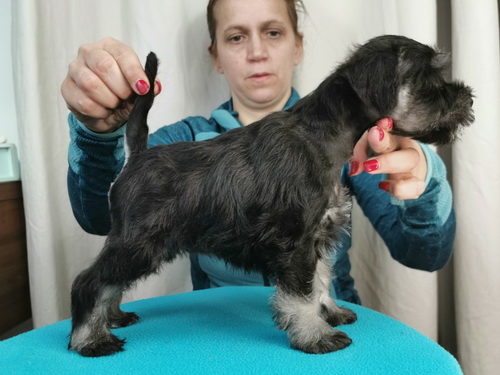 miniature schnauzer patuljasti snaucer