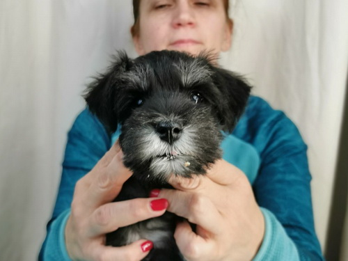miniature schnauzer patuljasti snaucer