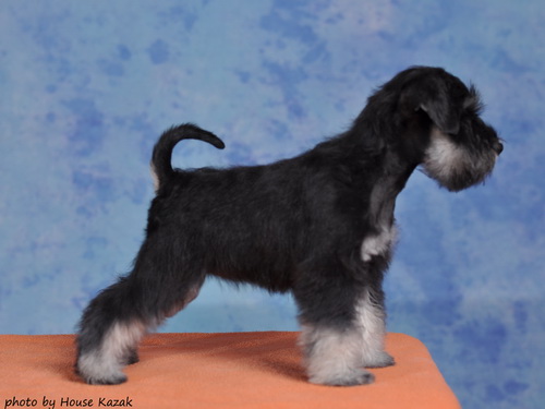 miniature schnauzer patuljasti snaucer