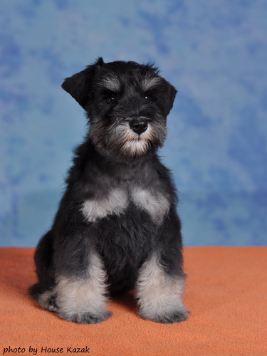 miniature schnauzer patuljasti snaucer