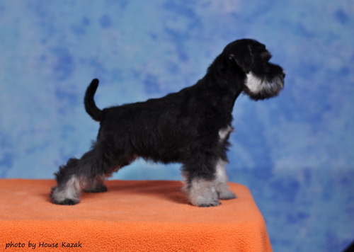 miniature schnauzer patuljasti snaucer