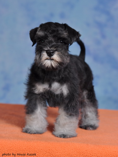 miniature schnauzer patuljasti snaucer