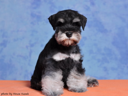miniature schnauzer patuljasti snaucer