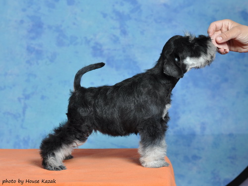 miniature schnauzer patuljasti snaucer