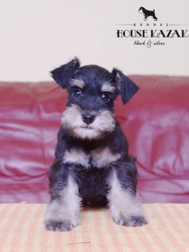 miniature schnauzer patuljasti snaucer