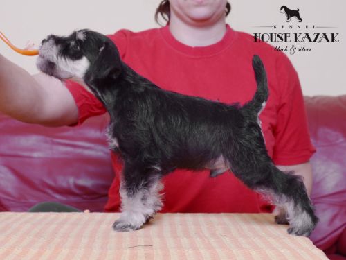 miniature schnauzer patuljasti snaucer