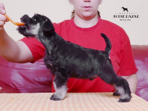 miniature schnauzer patuljasti snaucer