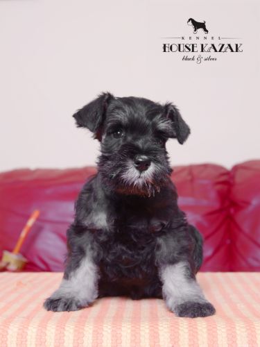miniature schnauzer patuljasti snaucer