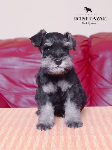 miniature schnauzer patuljasti snaucer