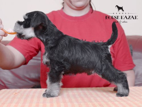 miniature schnauzer patuljasti snaucer