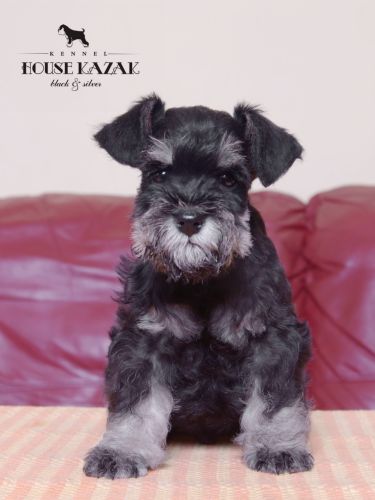 miniature schnauzer patuljasti snaucer