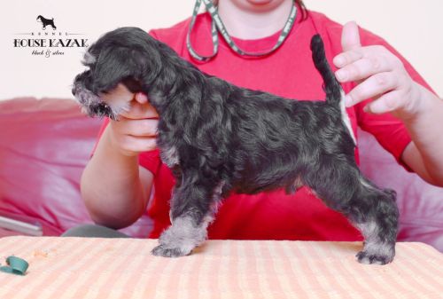 miniature schnauzer patuljasti snaucer