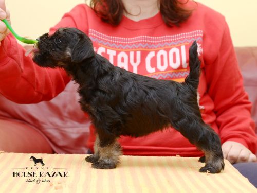 miniature schnauzer patuljasti snaucer