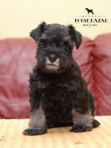 miniature schnauzer patuljasti snaucer