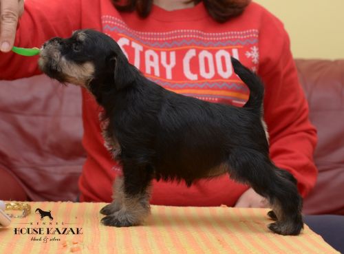 miniature schnauzer patuljasti snaucer