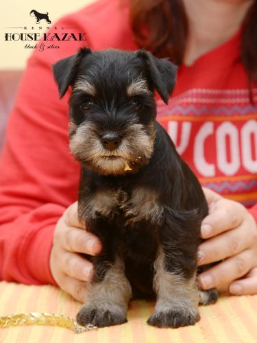 miniature schnauzer patuljasti snaucer
