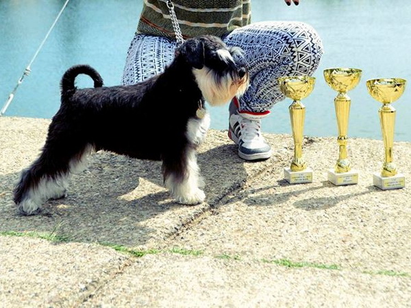 miniature schnauzer patuljasti snaucer