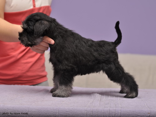 miniature schnauzer patuljasti snaucer