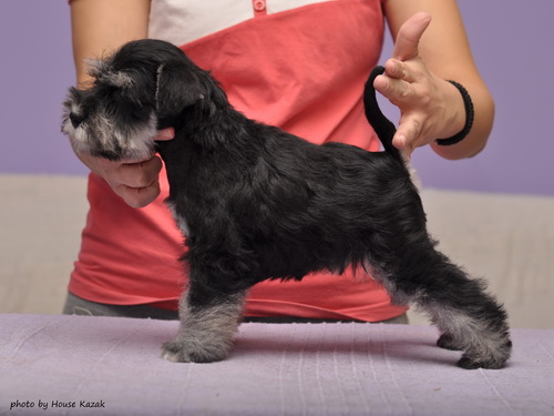 miniature schnauzer patuljasti snaucer