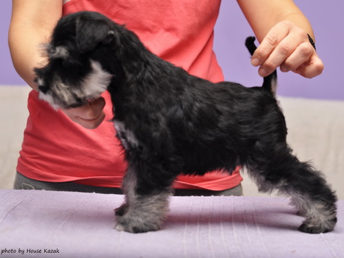 miniature schnauzer patuljasti snaucer
