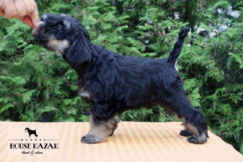 miniature schnauzer patuljasti snaucer