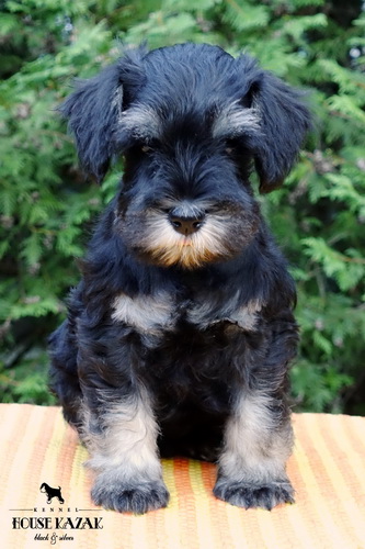 miniature schnauzer patuljasti snaucer