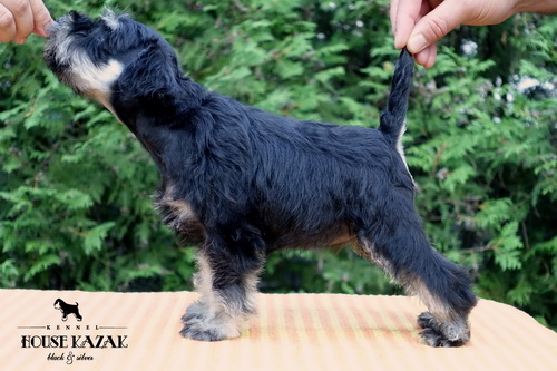 miniature schnauzer patuljasti snaucer