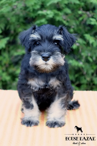 miniature schnauzer patuljasti snaucer