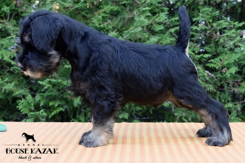 miniature schnauzer patuljasti snaucer