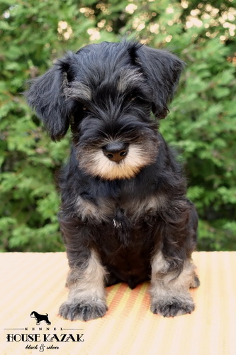 miniature schnauzer patuljasti snaucer